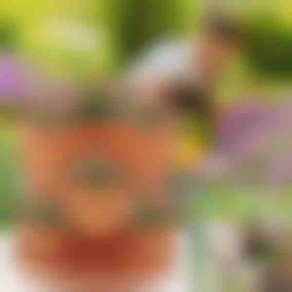 Po višini zložljivi lonci za rože (3x kosi) | PLANTUP