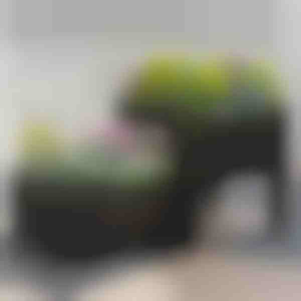 Vrtnarski zaboj za gojenje rastlin | BOTANITKO