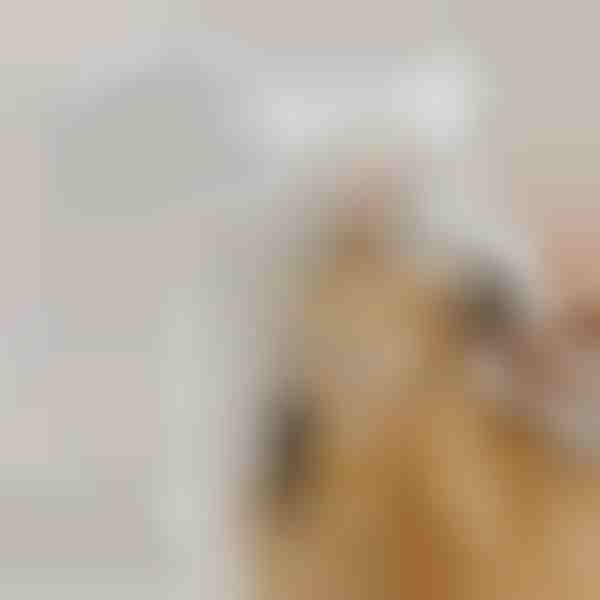 Akumulatorska parna krtača za hišne ljubljenčke za čiščenje dlake | GROOMSY