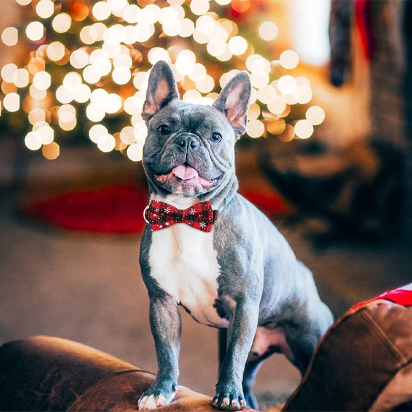 Praznična ovratnica za pse z motivom snežink | DOGICOLLAR